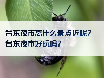 台东夜市离什么景点近呢？台东夜市好玩吗？