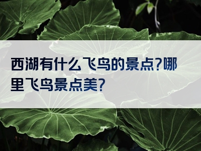 西湖有什么飞鸟的景点？哪里飞鸟景点美？