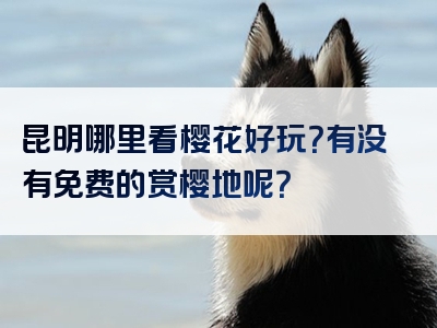 昆明哪里看樱花好玩？有没有免费的赏樱地呢？