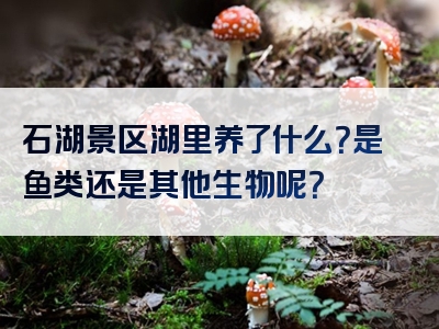 石湖景区湖里养了什么？是鱼类还是其他生物呢？