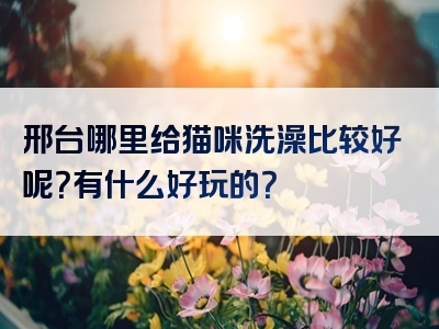 邢台哪里给猫咪洗澡比较好呢？有什么好玩的？