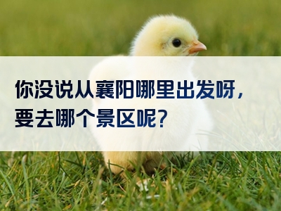 你没说从襄阳哪里出发呀，要去哪个景区呢？
