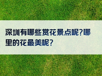 深圳有哪些赏花景点呢？哪里的花最美呢？