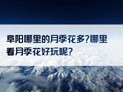 阜阳哪里的月季花多？哪里看月季花好玩呢？