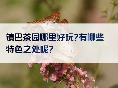 镇巴茶园哪里好玩？有哪些特色之处呢？