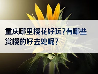 重庆哪里樱花好玩？有哪些赏樱的好去处呢？