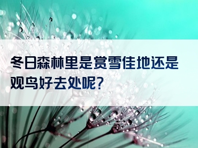 冬日森林里是赏雪佳地还是观鸟好去处呢？